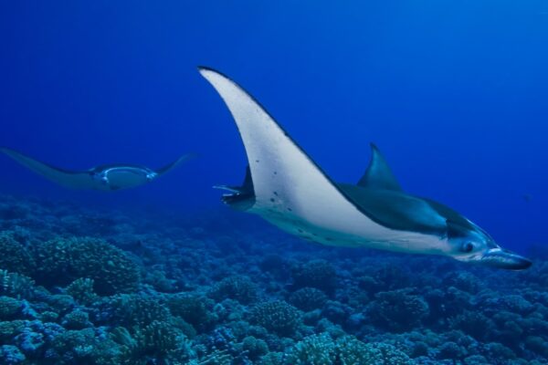 Plongée sous marine aux açores nager avec les raies mantas